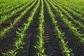 Young green corn plants growing on the field. Royalty Free Stock Photo