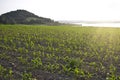 Young green corn seedlings, green corn plants growing on farm field Royalty Free Stock Photo