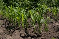Young green corn seedlings in spring on agricultural field Royalty Free Stock Photo
