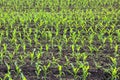 Green corn seedlings in spring on agricultural field Royalty Free Stock Photo