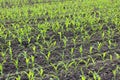 Young green corn seedlings in spring Royalty Free Stock Photo