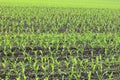 Young green corn seedlings in spring Royalty Free Stock Photo