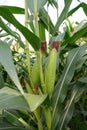 Young and green corn on the tree Royalty Free Stock Photo