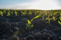 Young green crops of corn on agricultural field in the sunset. Corn plants growing in rows. Agriculture. Royalty Free Stock Photo