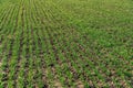 Young green crops of wheat on an agricultural field Royalty Free Stock Photo