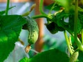 Young green cucumber on a branch Royalty Free Stock Photo