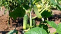 Young green cucumber growing on a branch. growing cucumbers in the garden. harvest in the country in the garden Royalty Free Stock Photo