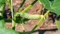 Young green cucumber growing on a branch. growing cucumbers in the garden. harvest in the country in the garden Royalty Free Stock Photo