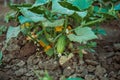 a young green cucumber grows in a garden bed in outdoors Royalty Free Stock Photo