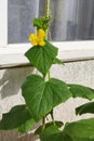 young green cucumber plant with yellow flowers and tendrils on the balcony Royalty Free Stock Photo