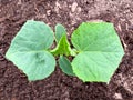 Young green cucumber seedling growing in soil in the garden in spring, growing organic vegetables and gardening concept Royalty Free Stock Photo