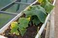 Young green cucumber seedlings in a pot in a greenhouse. Royalty Free Stock Photo