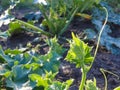young green cucumber sprouts in the ground. Cucumber shoots. Green shoots of cucumber leaves with yellow flowers. Future green Royalty Free Stock Photo