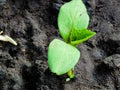 Young green cucumber sprouts in the ground. Cucumber shoots. Green shoots of cucumber leaves with yellow flowers. Future green Royalty Free Stock Photo