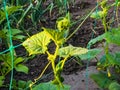 Young green cucumber sprouts in the ground. Cucumber shoots. Green shoots of cucumber leaves with yellow flowers. Future green Royalty Free Stock Photo