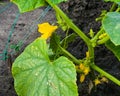 Young green cucumber sprouts in the ground. Cucumber shoots. Green shoots of cucumber leaves with yellow flowers. Future green Royalty Free Stock Photo