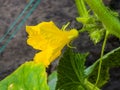 Young green cucumber sprouts in the ground. Cucumber shoots. Green shoots of cucumber leaves with yellow flowers. Future green Royalty Free Stock Photo