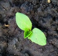 Young green cucumber sprouts in the ground. Cucumber shoots. Green shoots of cucumber leaves with yellow flowers. Future green Royalty Free Stock Photo