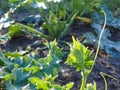 young green cucumber sprouts in the ground. Cucumber shoots. Green shoots of cucumber leaves with yellow flowers. Future green Royalty Free Stock Photo