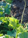 young green cucumber sprouts in the ground. Cucumber shoots. Green shoots of cucumber leaves with yellow flowers. Future green Royalty Free Stock Photo