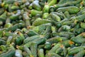 Young green cucumber used for pickling Royalty Free Stock Photo