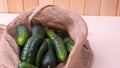 Young green cucumbers in a bag