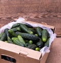 Young green cucumbers in a box, container