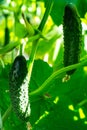 Young green cucumbers growing on the stalk Royalty Free Stock Photo