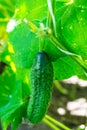Young green cucumbers growing on the stalk Royalty Free Stock Photo
