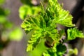 young green currant leaves on a branch in the garden Royalty Free Stock Photo