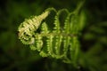 Young green curved fern leaf growing up from dark ground background