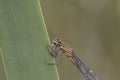 Young green damselfly portrait