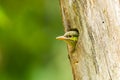 Young Green-eared Barbet