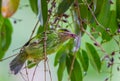 Young Green-eared Barbet