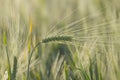 Young and green ears of barley. Agricultural field in the spring Royalty Free Stock Photo