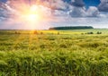 Young green ears of barley is growing in a field on background cloudy sky. Royalty Free Stock Photo