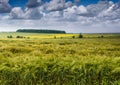 Young green ears of barley is growing in a field on background cloudy sky. Royalty Free Stock Photo