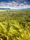 Young green ears of barley is growing in a field on background cloudy sky. Royalty Free Stock Photo