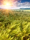Young green ears of barley is growing in a field on background cloudy sky. Royalty Free Stock Photo