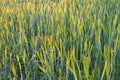 Young green ears of wheat or rye, background of green ears of cereals, plantation of wheat or rye, soft focus, selective focus Royalty Free Stock Photo
