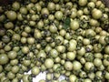 Young green ebony tree fruits, Diospyros mollis, in large stainless steel container