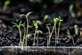 Young green eggplant sprouts in a transparent plastic container. Growing vegetables at home Royalty Free Stock Photo