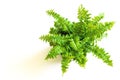 Young green fern with curly leaves Royalty Free Stock Photo