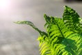 Young green fern leaves in backlight. Fern branch in the sun on a spring morning Royalty Free Stock Photo