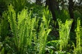 Young green fern leaves in forest Royalty Free Stock Photo