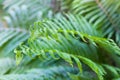 Young green fern leaves Royalty Free Stock Photo
