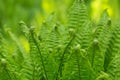 Young green twisted fern leaves Royalty Free Stock Photo