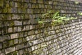 Young green fern sprouts have sprouted in the brick wall of an old house Royalty Free Stock Photo