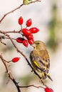 Young green-finch bird perched on twigs of rose hip with thorns