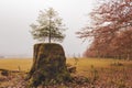 Young green fir tree on old tree stump. Life concept. Growth concept. Beauty of autumn nature. Life power. Foggy day in forest.